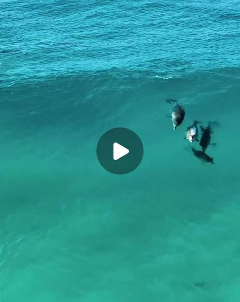 ocean is freedom on Instagram: "Dolphins share the ultimate party wave 🐬⁣
Tag a friend who'd love this!⁣
Video by @jaimenhudson⁣
⁣
📍 Esperance, Western Australia" Sea Explorer, Tag A Friend, Western Australia, Dolphins, Love This, Australia, Tags, Animals, On Instagram