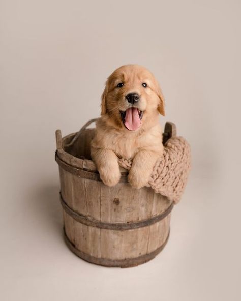 Golden Retriever Puppy Photoshoot, Puppies Photoshoot, Puppy Photoshoot, Studio Inspiration, Puppy Photos, Pet Photography, Dog Breeder, Golden Retriever Puppy, Retriever Puppy