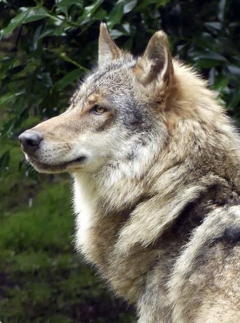 Beautiful gray wolf in profile. (Pixabay.com) Wolf Face Side View, Wolf Refrence Pose, Wolf Looking Down, Front Facing Wolf, Wolf Head Reference, Wolf Reference Photo, Wolf Reference, Wolf Poses, Wolf Portrait