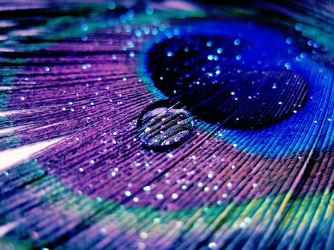 Water Droplets, Peacock Feather, Feathers, Close Up, Purple, Water