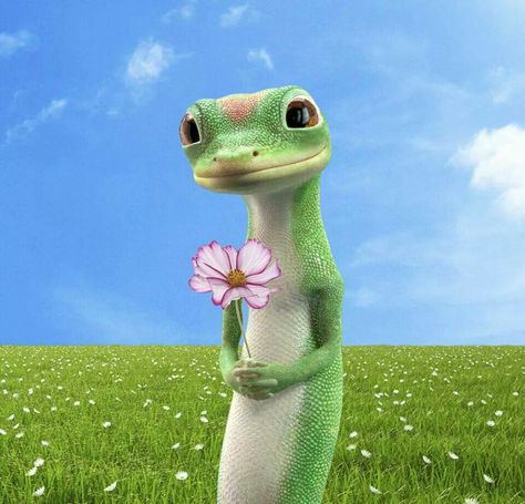 Lizard Meme, Geico Lizard, Pet Gecko, Cartoon Crushes, Gecko Terrarium, Be A Good Friend, Exotic Pet, Super Princess, Dog Pee