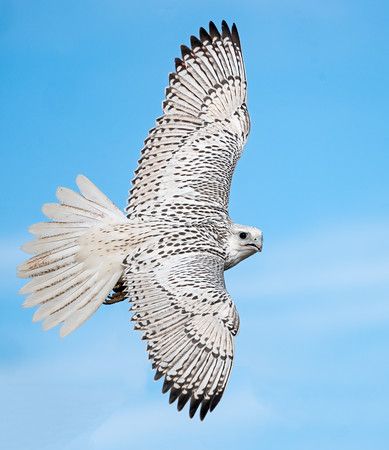 White Gyrfalcon White Falcon, High School Science Teacher, Raptors Bird, Beautiful Field, White Eagle, Burrowing Owl, White Birds, Birds In The Sky, Wildlife Photographer