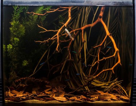 Middle Rio Negro Blackwater Fish Tank, Black Water Aquascape, Black Water Fish Tanks, Blackwater Betta Tank, Black Water Betta Tank, Blackwater Aquascape, Blackwater Tank, Turtle Tank Setup Ideas, Blackwater Aquarium