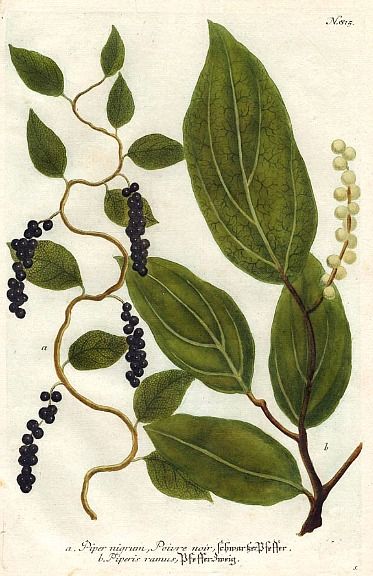 Black Pepper Plant, Pepper Plant, Plant Tattoo, Pepper Plants, Victorian Flowers, Antique Images, Scientific Illustration, Plant Illustration, Plant Food