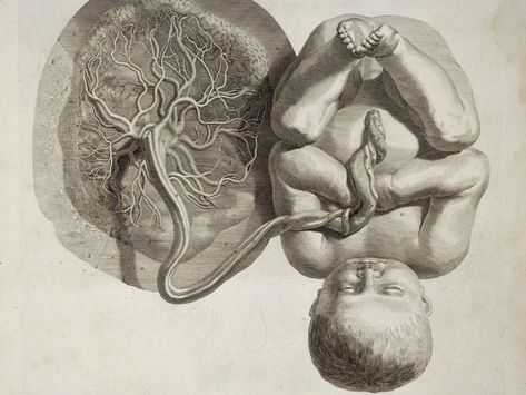 Birth Art, Umbilical Cord, Medical Art, Medical Illustration, A Level Art, Anatomy Art, Happy Baby, Genetic, Tanzania