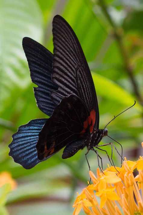 Great Mormon Butterfly (Papilio memnon agenor) male. Karon Beach, Phuket, Thailand Mormon Butterfly, Types Of Butterflies, Flying Flowers, Moth Caterpillar, Butterfly Photos, Beautiful Bugs, Butterfly Pictures, Red Butterfly, Butterfly Kisses