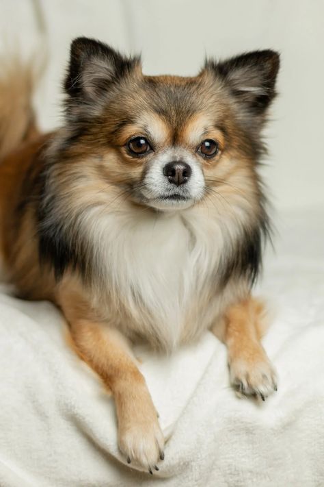 Long Haired Chihuahua Hair Cuts: A Guide to Grooming with Hairstyle Pics Dog Hero, Grooming Style, Long Haired Chihuahua, Super Cute Puppies, Chihuahua Lover, Cute Chihuahua, Cute Dog Pictures, Chihuahua Love, Chihuahua Puppies