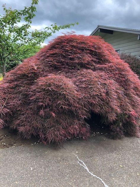 Japanese Maple Pruning, Pruning Japanese Maples Trees, Japenese Maple, Bushes And Shrubs, Tree Pruning, Street Trees, Japanese Maple Tree, Peace Lily, Master Gardener