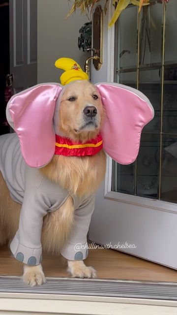 Yellow Lab Halloween Costume, Golden Retriever Halloween Costume, Golden Retriever Costume, Dog Costume Ideas, Dogs Costumes, Cute Dog Halloween Costumes, Golden Retriever Halloween, Costumes For Dogs, Cute Dog Costumes