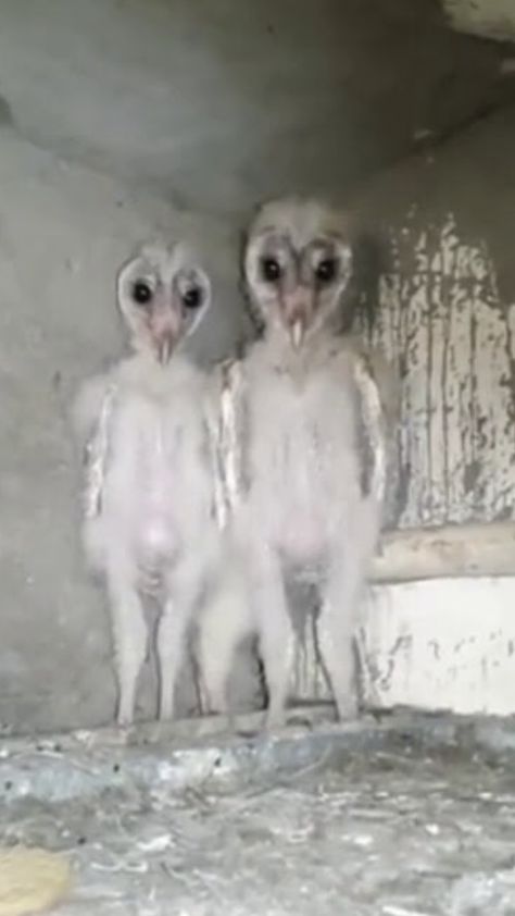 @emmaline1052 Scary Birds, Baby Barn Owl, Barn Owls, Baby Barn, Owl Pictures, Silly Animals, Baby Owls, Andhra Pradesh, Barn Owl