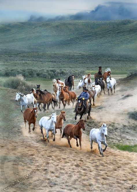 Herd Of Horses, Horses Running, Wilde Westen, Mustang Horse, Wild Mustangs, All About Horses, Majestic Horse, All The Pretty Horses, Wild Horse