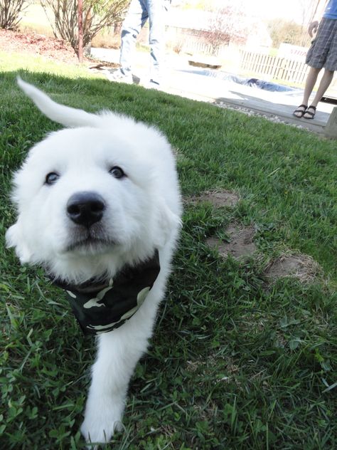 Great Pyrenees puppy Pyrenees Puppies, Great Pyrenees Puppy, Pyrenean Mountain Dog, Happy Pics, Royal Dog, Pyrenees Mountains, Pyrenees Dog, Top Dog Breeds, Pecking Order