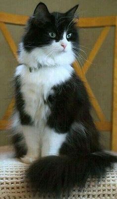 4 Cats, Tuxedo Cats, Black And White Cat, Söt Katt, Gorgeous Cats, Beautiful Cat Breeds, Animal Pics, Kitty Kitty, Cute Cats And Kittens