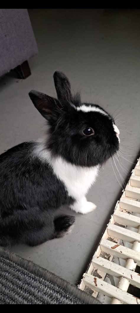 Aesthetic bunny rabbit photo cute Black And White Bunny Aesthetic, Aesthetic Rabbit Wallpaper, Black Rabbit Aesthetic, Black Bunny Wallpaper, Black Bunny Aesthetic, Bunny Black And White, Black And White Bunny, Black White Aesthetic, Black And White Rabbit