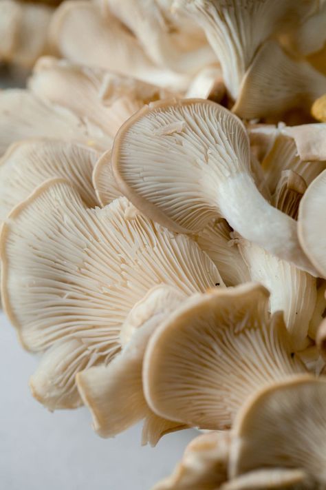 What are oyster mushrooms? How do you cook oyster mushrooms? All the details and more in this resourceful post about these delicate 'shrooms! Cooking Oyster Mushrooms, Mushroom Oyster, Oyster Mushrooms Growing, Oyster Mushroom Photography, King Oyster Mushroom, Cooked Oysters, Mushroom Side Dishes, Mushroom Images, Types Of Noodles