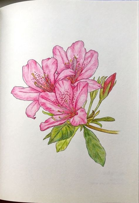 How To Draw Azalea Flower, Azalea Watercolor Paintings, Azelea Aesthetic Flower, Azaleas Painting, Azalea Watercolor, Azalea Tattoos, Azalea Drawing, Azalea Flower Tattoo, Rhododendron Tattoo