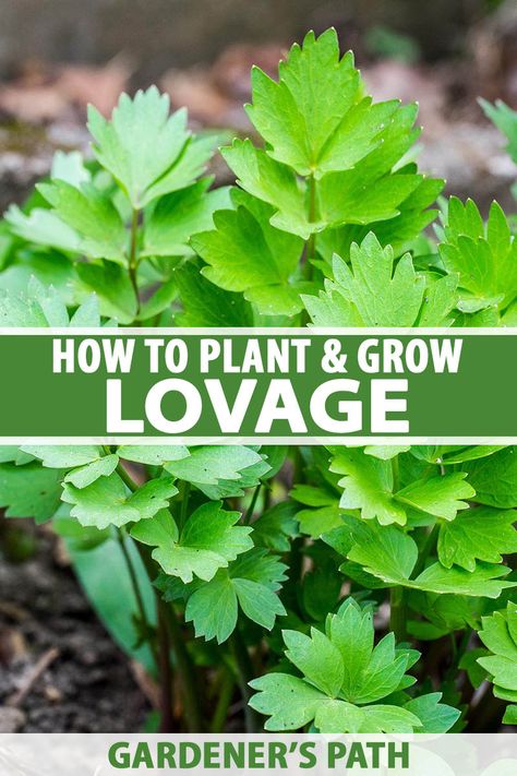 Lovage deserves more attention in the home garden. Its flavor is fresh and herbal, and the plant is fuss-free. It self seeds without being invasive and attracts beneficial insects. It also has some medicinal properties. What’s not to love? Learn how to grow lovage now on Gardener's Path. #lovage #herbs #gardenerspath Lovage Plant, Therapeutic Horticulture, Condo Garden, Spiritual Garden Ideas, Gardening Therapy, Forest Gardens, Medicine Garden, Gardening Herbs, Spiritual Garden