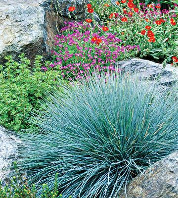 Blue fescue   One of the most versatile ornamental grasses, blue fescue can be used in many different ways. Plant it at the base of leggy shrubs or tall perennials, such as lilies, to help them blend with the landscape and offset the other plant's flowers or foliage. Plant in masses as a groundcover or in rows as an edging plant. Use as an accent in a rock garden or flower border. Fescue Grass, Blue Fescue, Edging Plants, Ornamental Grass, Blue Plants, Grasses Garden, Garden Shrubs, Grass Seed, Front Yard Landscaping Design