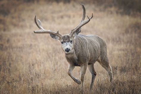 "Powder River Mule Deer" - Mule Deer Foundation Mule Deer Silhouette, White Tail Deer Buck, Western Hunting, Deer Meme, Mule Deer Hunting, Mule Deer, Hunting, Foundation, Deer