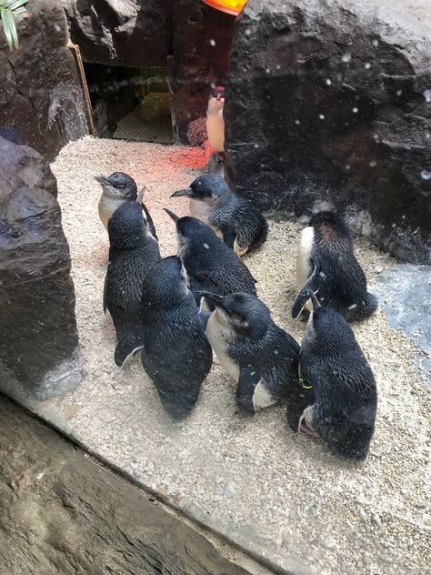 Dallas World Aquarium Dallas World Aquarium, Baby Penguins, Dallas Tx, Bird Bath, Penguins, Dallas, Dinosaur Stuffed Animal, Outdoor Decor, Animals