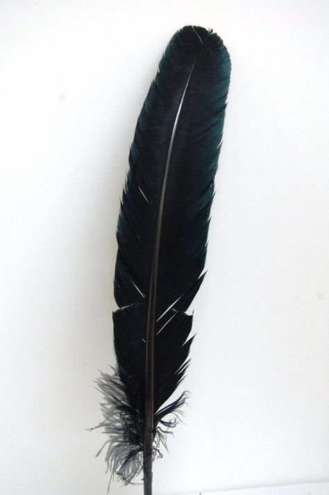 10 (Ten) Pcs: Turkey Quills - BLACK General Information: These Turkey Quills are individual Turkey Feathers, full width and prime quality Indian feathers. These are the main attractions and the headpieces in chorus lines and circus performances. They are also suitable for all types of hats. From Native American headdresses to millinery trims, even to quill feather pins, these feathers are a lovely trim with lots of arts and crafts possibilities as well. They are approximately 10”-12” in height, Texture Reference, Crows Drawing, Craft Feathers, Crow Feather, Raven Feather, Wolf Tattoo Sleeve, Black Craft, Indian Feathers, Native American Headdress