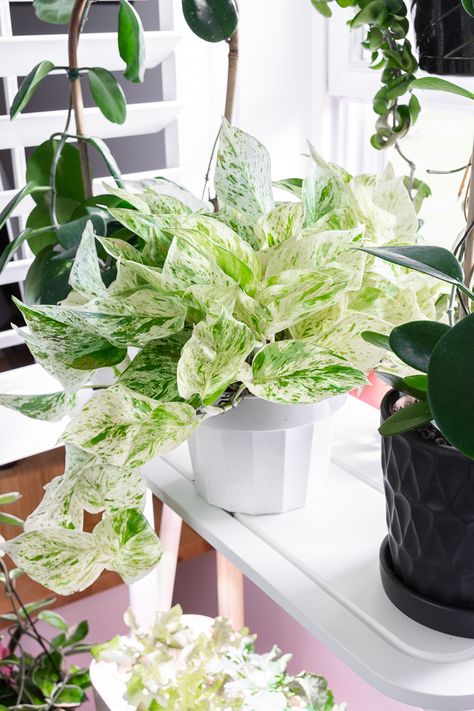 Snow Queen Pothos, Best Indoor Hanging Plants, Marble Queen Pothos, Epipremnum Aureum, Plant Goals, Trendy Plants, Plant Hacks, Hanging Plants Indoor, Pothos Plant