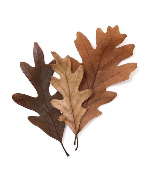 Autumn Flatlay, Mary Jo Hoffman, Camel Style, Bountiful Harvest, Paper Background Texture, Fall Scents, Oak Leaves, Google Lens, Oak Leaf