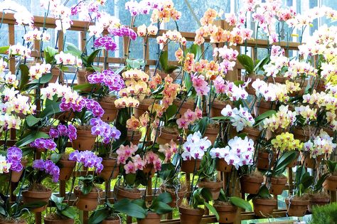 Plants Display Ideas, Atlanta Botanical Gardens, Orchid Wall, Garden Center Displays, Indoor Orchids, Plant Display Ideas, Orchid House, Home Decor Apartment, Area Gourmet