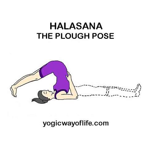 Halasana - The Plough Pose Yogic Way Of Life, Halasana Pose, Plow Pose Yoga, Yoga Drawings, Yoga Steps, Yoga Drawing, Corpse Pose, Yoga Poses Advanced, Yoga Lessons