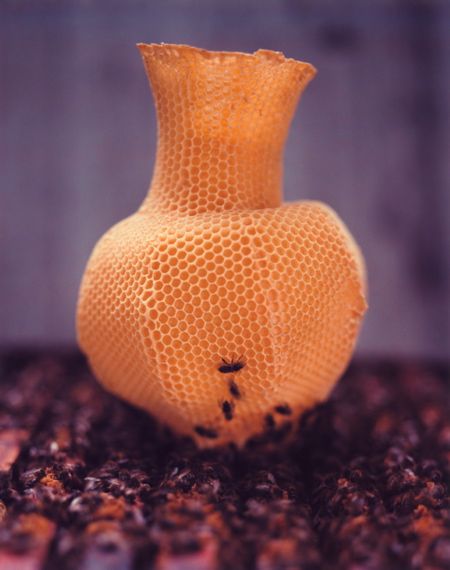 This is one of my favourite projects ever: Honeycomb Vases by Tomáš Libertíny. The vases are created by placing a basic beeswax mould printed with a honeycomb pattern into a beehive. The bees then do the rest. Honeycomb Vase, Lamp Inspiration, Nature 3d, Bee Honeycomb, Art Appliqué, Design Maker, Sculptural Object, Bee Art, Wedding Art