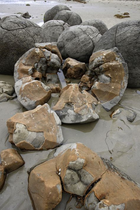 Rock Study, Creation Vs Evolution, Moeraki Boulders, Desert Biome, Tree Mountain, Rocks And Fossils, Giant Tree, Rock And Pebbles, Geology Rocks