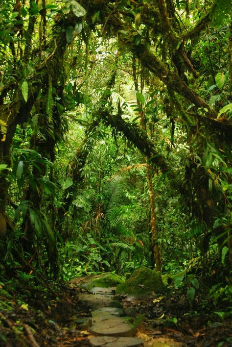 Jungle Photography, Amazon Forest, Jungle Forest, Jungle Gardens, Desain Editorial, Beautiful Scenes, Amazon Rainforest, Tropical Rainforest, Green Forest