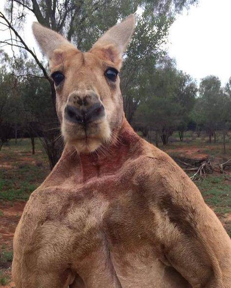 Kangaroo Funny, Wildlife Of India, Red Kangaroo, Phil Heath, Australia Animals, Mr Olympia, Incredible Creatures, African Safari, Bench Press