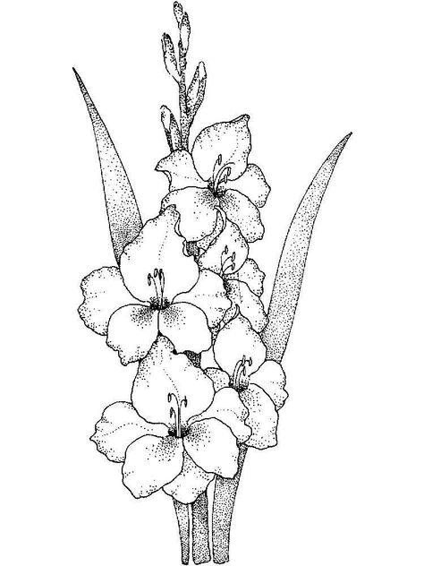 Print Coloring Pages, Digital Stamps Free, Girls Coloring Pages, Sharpie Doodles, Gladiolus Flower, Birth Flower Tattoos, Sharpie Art, Coloring Pages For Boys, Illusion Art