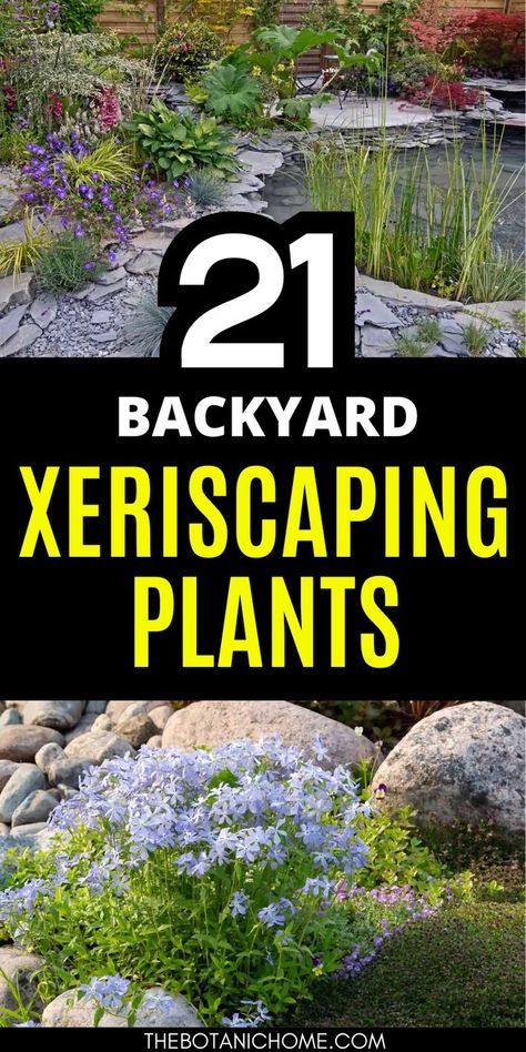 21 best xeriscaping plants for creating a stunning garden, featuring drought tolerant and hardy outdoor plants for dry climate landscaping. Mass Planting Landscape Design, Mexican Feather Grass Landscaping, Easement Landscaping, Arizona Landscaping Ideas Front Yard, California Drought Tolerant Landscape, Xeriscape Front Yard Colorado, Dry Garden Landscaping, Draught Tolerant Landscape, Front Yard Desert Landscaping Ideas