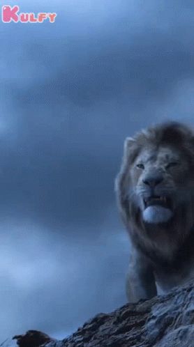 Lion Roaring Video, Angry Lion Video, Lion Gif, Lion Attacking, Lion Video, Mouth Animation, Lion Roaring, Ladies Video, Hd Dark Wallpapers