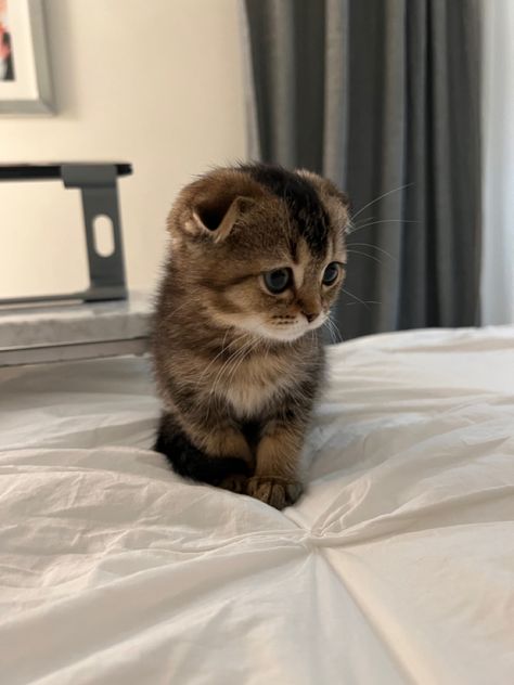 Cute Scottish Fold Kittens, Scottish Fold Munchkin Cat, Kitten Scottish Fold, Munchkin Cat Scottish Fold, Scottish Fold Kitten, Scottish Cat, Munchkin Cats, Scottish Fold Kittens, Munchkin Kitten