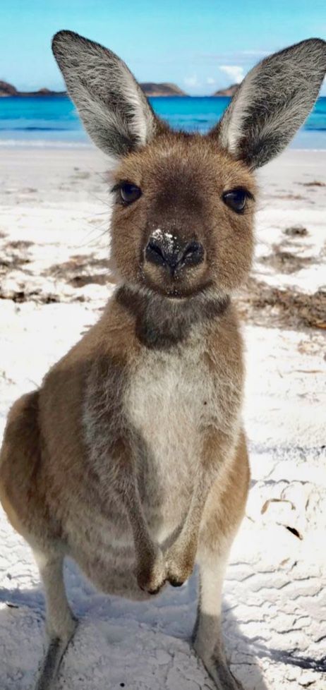 Kangaroo Wallpaper, Kangaroo Photo, Animals Posing, Camera Poses, Cute Kangaroo, Australia Wallpaper, Australian Culture, Baby Kangaroo, Kangaroo Baby