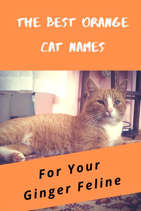 To brainstorm names for your orange cat, start with his personality. Is he a spunky Spark Plug or a brave Sansa? What about a gentle Tulip or a strong Leo? Think about his habits and his general disposition, and you’ll be on your way to a great name. Orange Cat Names, Ginger Male, Great Names, Orange Tabby Cats, Orange Tabby, Ginger Cats, Cat Names, Orange Cat, Cat Care