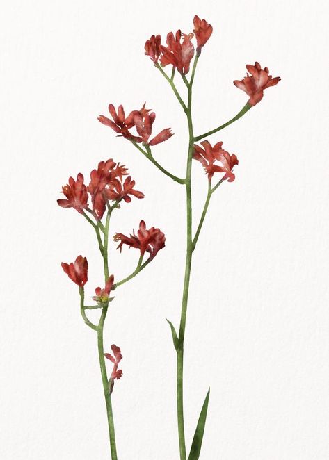 Watercolor red flower, kangaroo paw collage element psd | premium image by rawpixel.com / Aum Red Kangaroo Paw, Kangaroo Paw Tattoo, Red Flower Watercolor, Kangaroo Paw Plant, Kangaroo Paw Flower, Minimalistic Flowers, Mini Collage, Flower Reference, Red Kangaroo