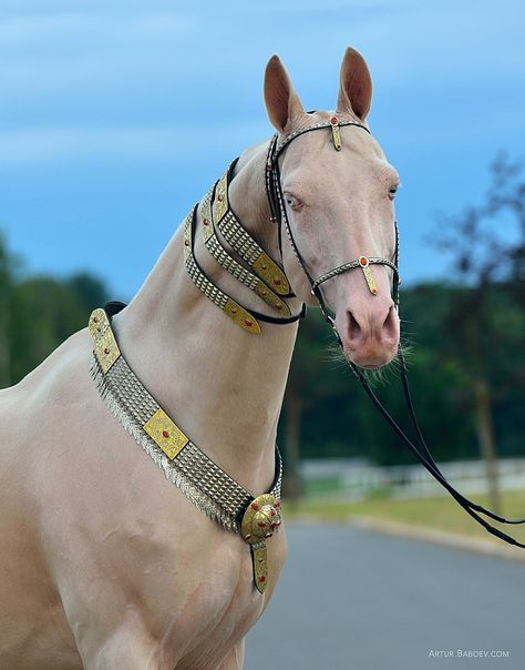 Ahal Teke, Kunstjournal Inspiration, Akhal Teke Horses, Horse Inspiration, Akhal Teke, All The Pretty Horses, Sport Horse, Pretty Horses, Quarter Horse