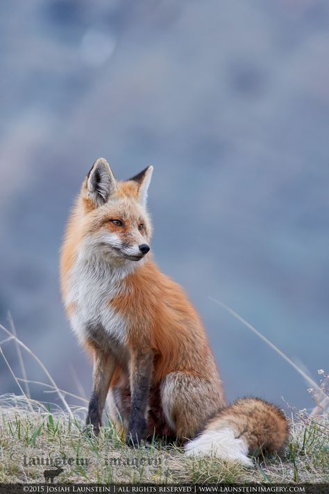 Fox Sitting, Fox Running, Waterton Lakes National Park, Foxes Photography, Fox Pictures, Animal Study, Fox Hunting, Pet Fox, Fox Art