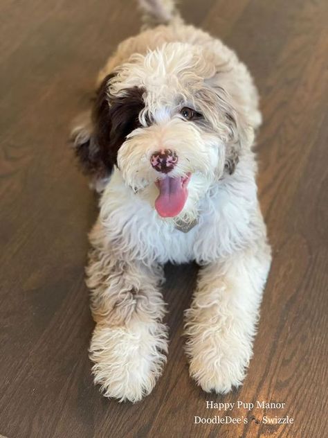 Swizzle did not disappoint! #ChocolateMerle #ChocolateMerleSheepadoodles #MiniSheepadoodle #Sheepadoodle #SheepadoodlePuppies #SheepadoodlePuppiesForSale #DoodleDeeSheepadoodles Sheepadoodle Puppy, Bernedoodle Puppy, Hypoallergenic Dogs, Cute Dog Pictures, Doodle Dog, Puppy Lover, Fluffy Dogs, Funny Dog Pictures