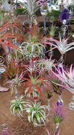 Plant Charms, Types Of Air Plants, Air Plants Diy, Air Plant Garden, Air Plants Decor, Plant Display Ideas, Air Plants Care, Household Plants, Plant Crafts