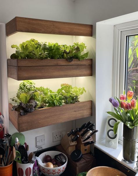 Kitchen Garden Ideas Indoor Plants, Kitchen Herbs Garden, Plant Shelves In Kitchen, Indoor Vegetable Garden Setup, Home Herb Garden Indoor, Herb Wall In Kitchen, Herb Kitchen Decor, Indoor Kitchen Garden Ideas, Hanging Herbs In Kitchen