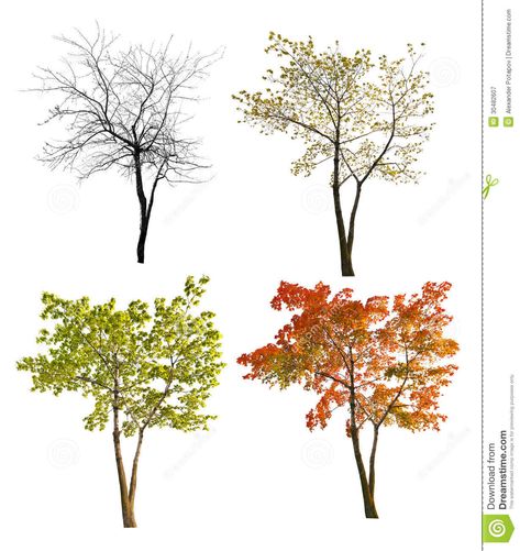 Photo about Four seasons maple tree isoalted on white background. Image of summer, group, spring - 30482607 Maple Tree Drawing Simple, Maple Tree Illustration, Maple Tree Drawing, Maple Tree Tattoo, Bobby Tattoo, Four Season Tree, Michigan Trees, Palette Display, Maple Tree Tattoos