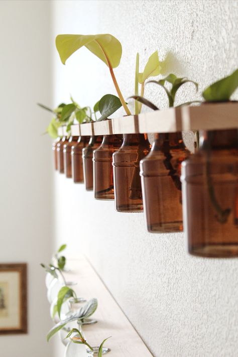 Plant vibes only! We asked @alenagee to share her DIY Propagation tips & tricks - this cute DIY Wall Decor featuring our amber Glass Bottle Bud Vases is perfection! #WorldMarket #Plants #PlantsOfInstagram #Propagation #HomeDecor Diy Propagation Wall, Diy Propagation, Propagation Wall, Plant Vibes, Propagation Tips, Amber Glass Bottles, Cute Diy, Propagating Plants, Vase Set