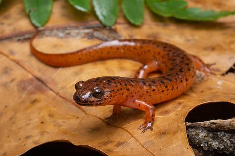 Northern Red Salamander (Pseudotriton ruber ruber) | par Noah K. Fields Lizard Reference, Character Interests, Red Salamander, Monster Sculpture, Frog Song, Amazing Frog, Sculpture Animal, Animal Illustration Art, Animal Study