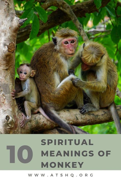 Monkey Symbolism: 10 Spiritual Meanings of Monkey Different Types Of Monkeys, Cute Monkeys, Monkey Species, Types Of Monkeys, Howler Monkey, Three Wise Monkeys, Spiritual Animal, Humanoid Creatures, Wise Monkeys