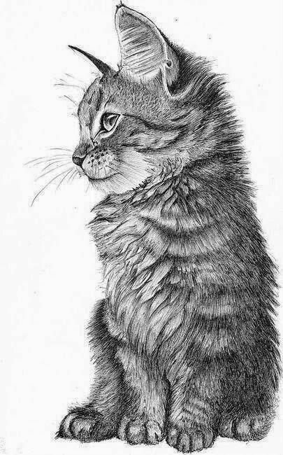 Charcoal Drawings, 강아지 그림, Drawing Faces, Art Pencil, Amazing Drawings, Cat Eyes, Arte Animal, A Pencil, Zentangle Art